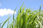 SOMMERZEIT